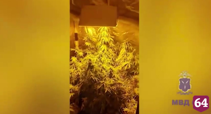 На даче саратовца обнаружили парник с коноплей