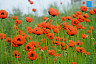 Дикие маки покрыли обочины саратовских дорог