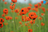 Дикие маки покрыли обочины саратовских дорог